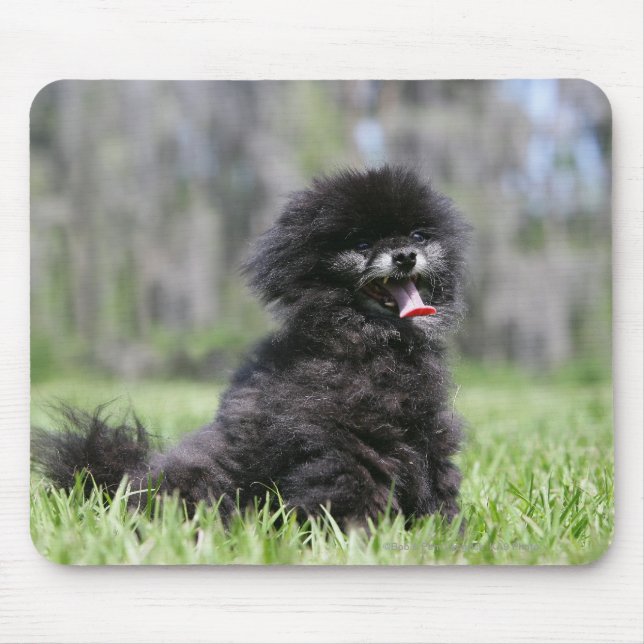 Black Senior Pomeranian Mouse Pad (Front)