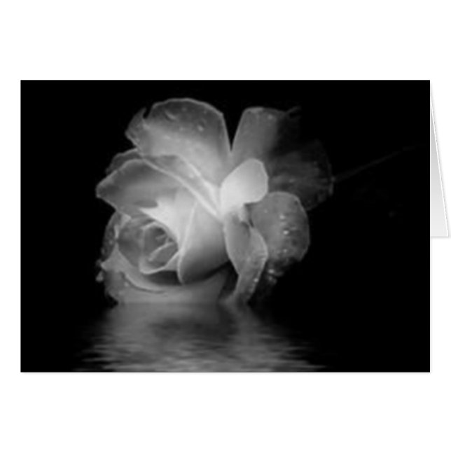 Black Shadow Rose (Front Horizontal)