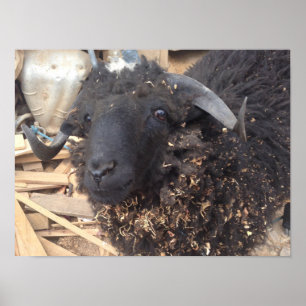 Black Sheep Poster