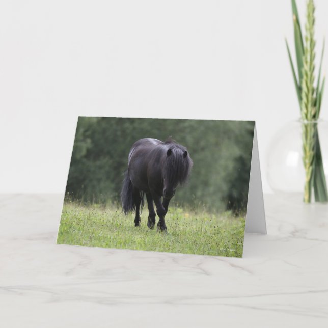 Black Shetland Pony Stallion Walking Card (Front)