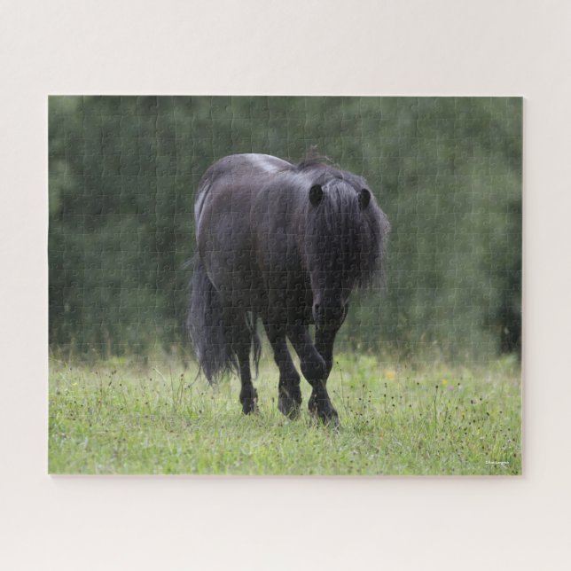 Black Shetland Pony Stallion Walking Jigsaw Puzzle (Horizontal)