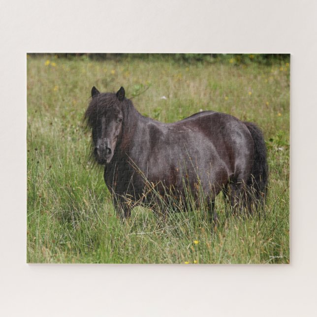 Black Shetland Stallion Standing In Grass Jigsaw Puzzle (Horizontal)