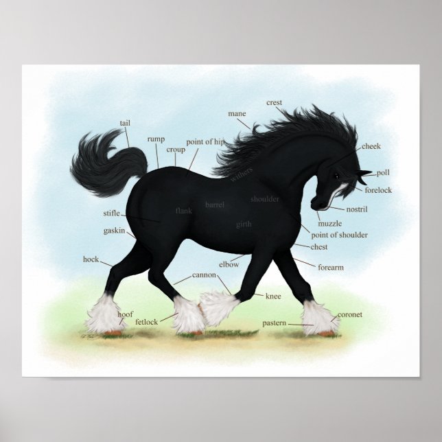 Black Shire Draught Horse Equine Anatomy Poster (Front)