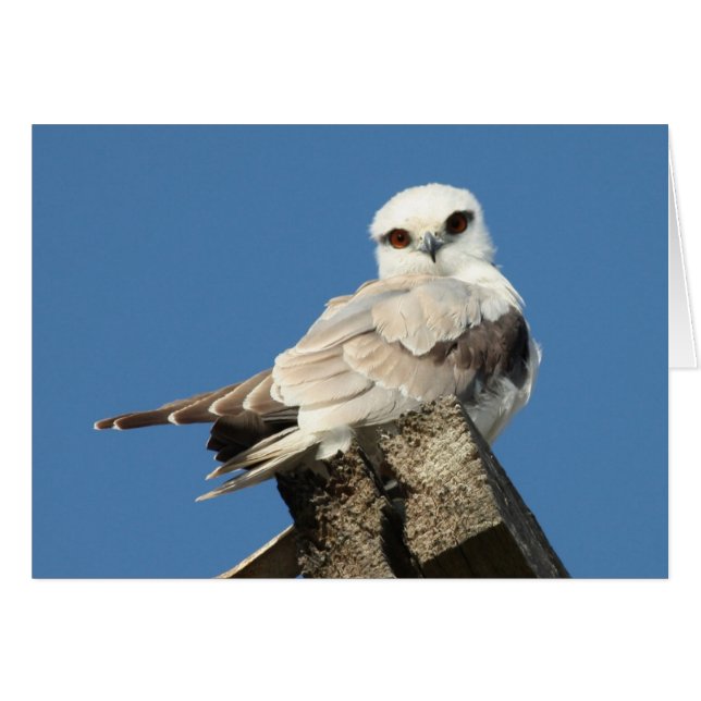 Black shouldered kite (Front Horizontal)