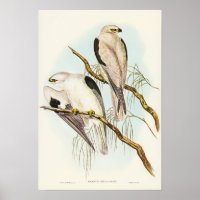 Black-shouldered Kite by Elizabeth Gould