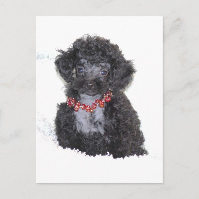 Black Silver Toy Poodle puppy bling Postcard (Front)
