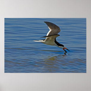 Black Skimmer Poster