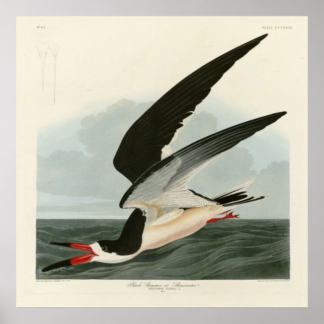 Black Skimmer, Shearwater Audubon Birds of America Poster (Front)