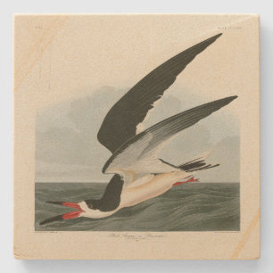 Black Skimmer, Shearwater Audubon Birds of America Stone Coaster