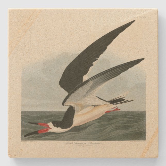 Black Skimmer, Shearwater Audubon Birds of America Stone Coaster (Front)