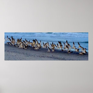 Black skimmers flying near the Ocean Poster