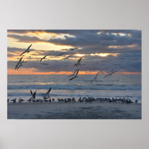 Black Skimmers Landing on the Beach at Sunrise Poster
