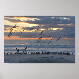 Black Skimmers Landing on the Beach at Sunrise Poster