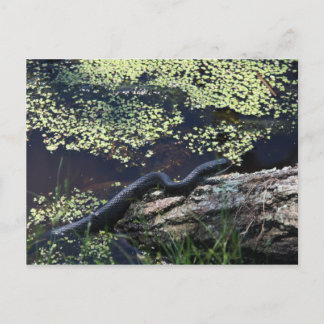Black Snake #6543 Postcard