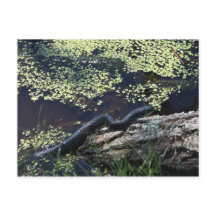 Black Snake #6543 Postcard