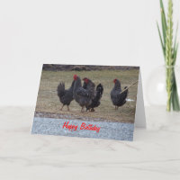 Black Speckled Chickens, Birthday
