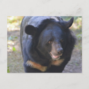 Black Spectacled Bear Postcard
