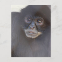 Black Spider Monkey Postcard