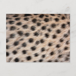 black spotted Cheetah fur or Skin Texture Template Postcard