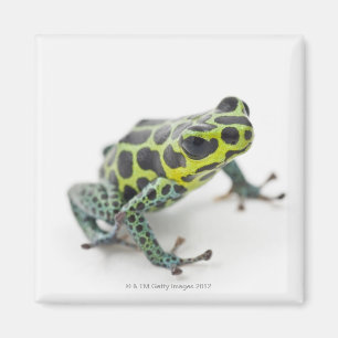 Black Spotted Green Poison Dart Frog Magnet