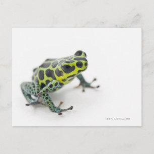 Black Spotted Green Poison Dart Frog Postcard