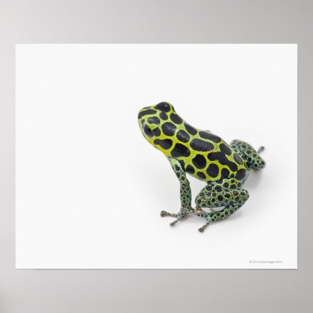 Black Spotted Green Poison Dart Frog Poster (Front)