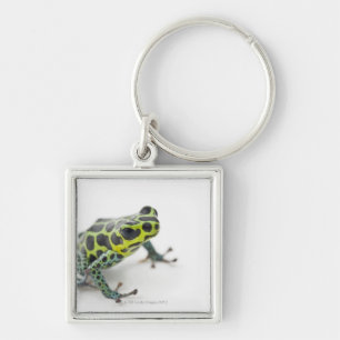 Black Spotted Green Poison Dart Frog (Ranitomeya Key Ring