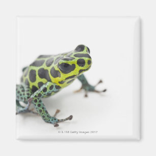 Black Spotted Green Poison Dart Frog (Ranitomeya Magnet