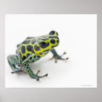 Black Spotted Green Poison Dart Frog (Ranitomeya