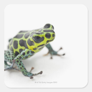 Black Spotted Green Poison Dart Frog (Ranitomeya Square Sticker