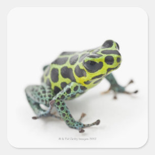 Black Spotted Green Poison Dart Frog Square Sticker