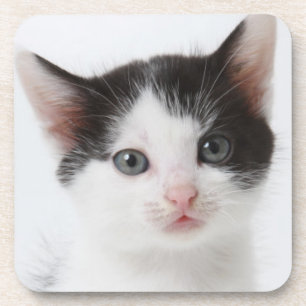Black Spotted Kitten Coaster