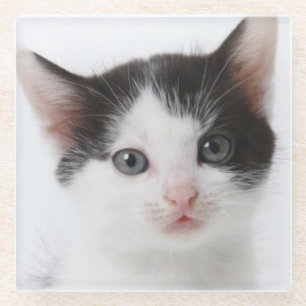 Black Spotted Kitten Glass Coaster