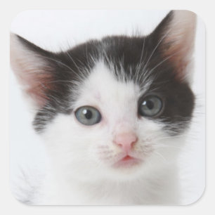 Black Spotted Kitten Square Sticker