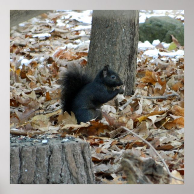 Black Squirrel Autumn Poster (Front)