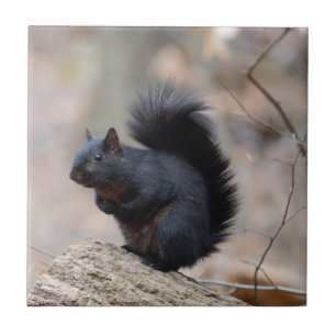 Black Squirrel Ceramic Tile