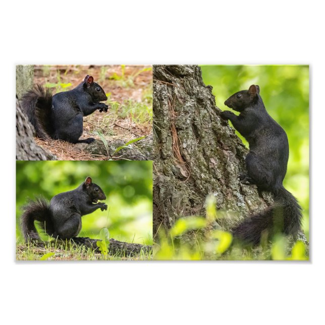 Black Squirrel Collage Photo Print (Front)
