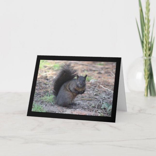 Black Squirrel Greeting Card (Front)