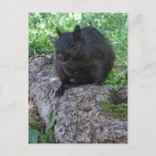 Black Squirrel Postcard
