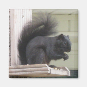 Black Squirrel Square Magnet