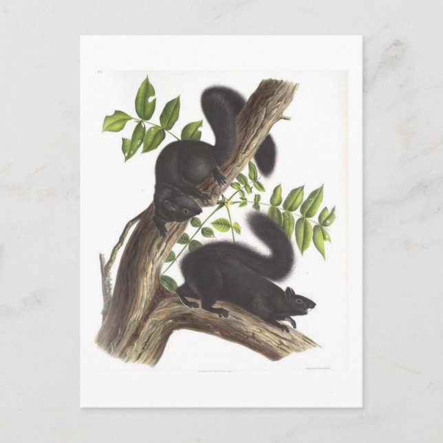 Black Squirrels Postcard (Front)