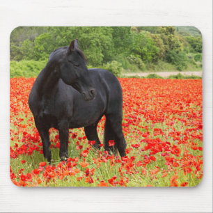 Black Stallion and Poppies Mouse Pad