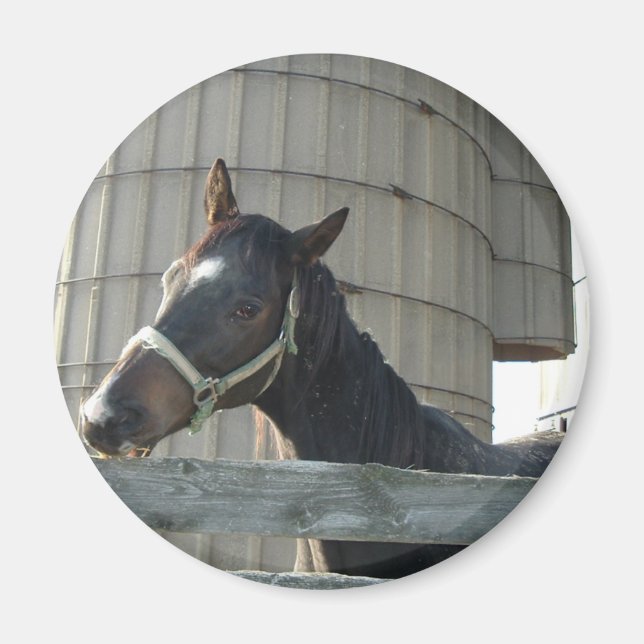 Black Stallion Beauty Magnet (Front)