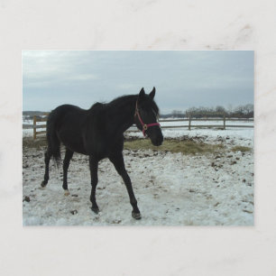 Black Stallion Beauty Postcard