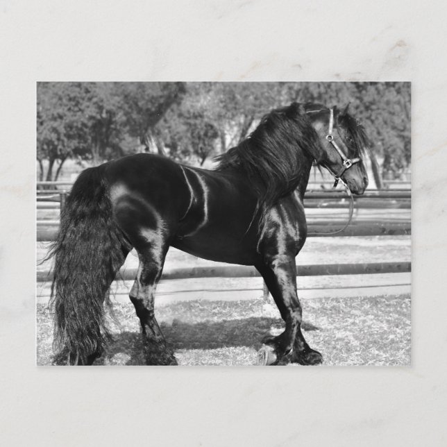 Black stallion horse postcard (Front)