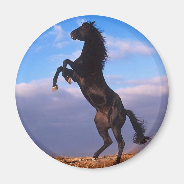 Black Stallion Magnet (Front)