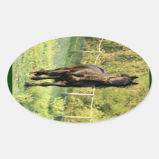 Black Stallion Oval Sticker