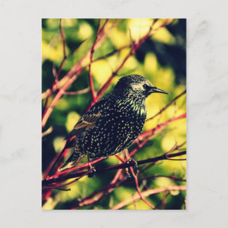 Black Starling Postcard