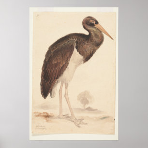  Black Stork (Ciconia nigra) 1835 , Lear, Edward,  Poster