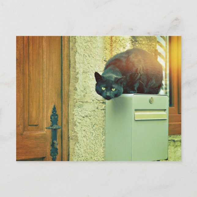 black street cat postcard (Front)